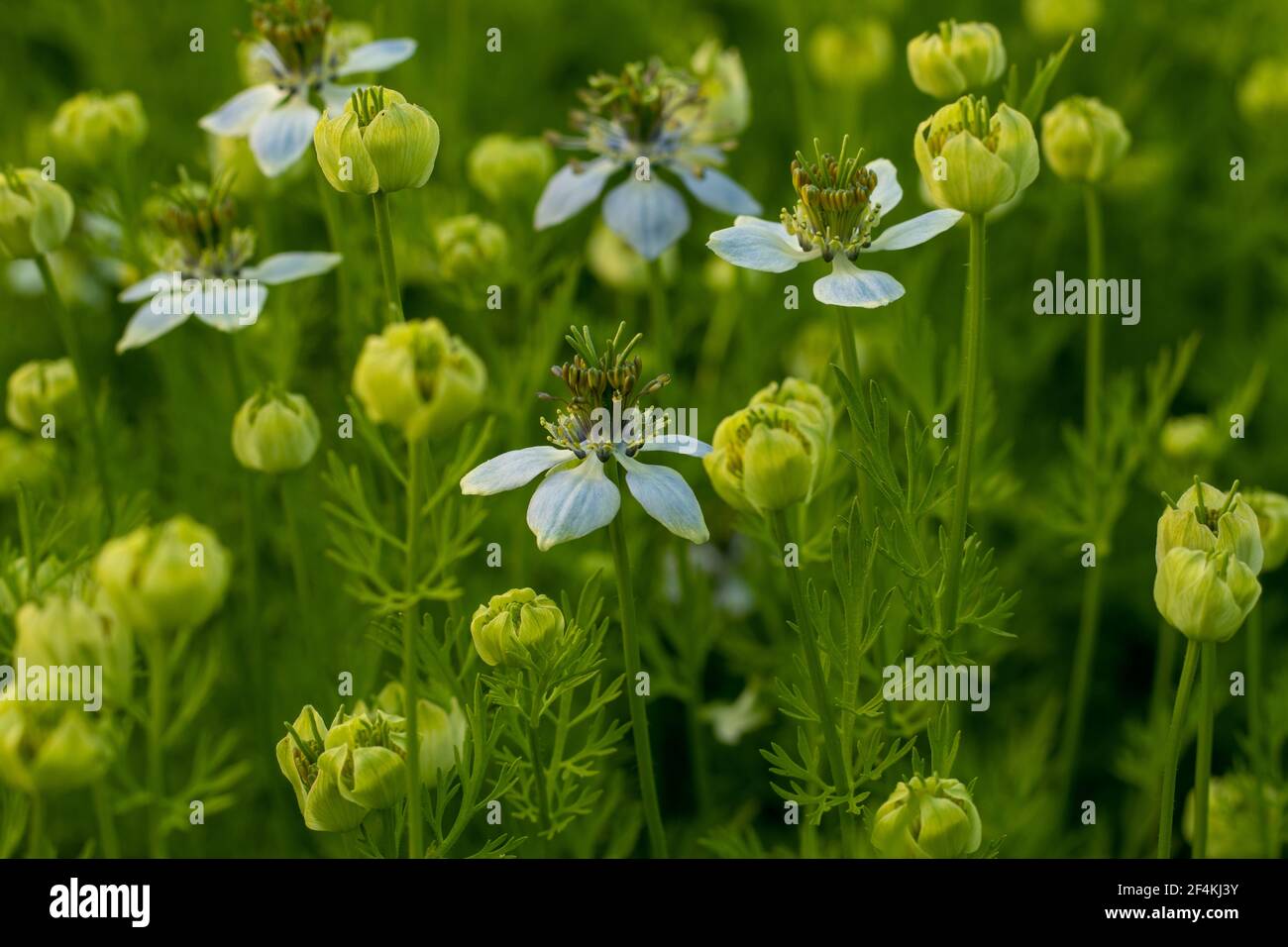 Nahaufnahme der weißen Nigella-Sativa-Blütenpflanze In das Dorf größte Feldfrüchte Stockfoto