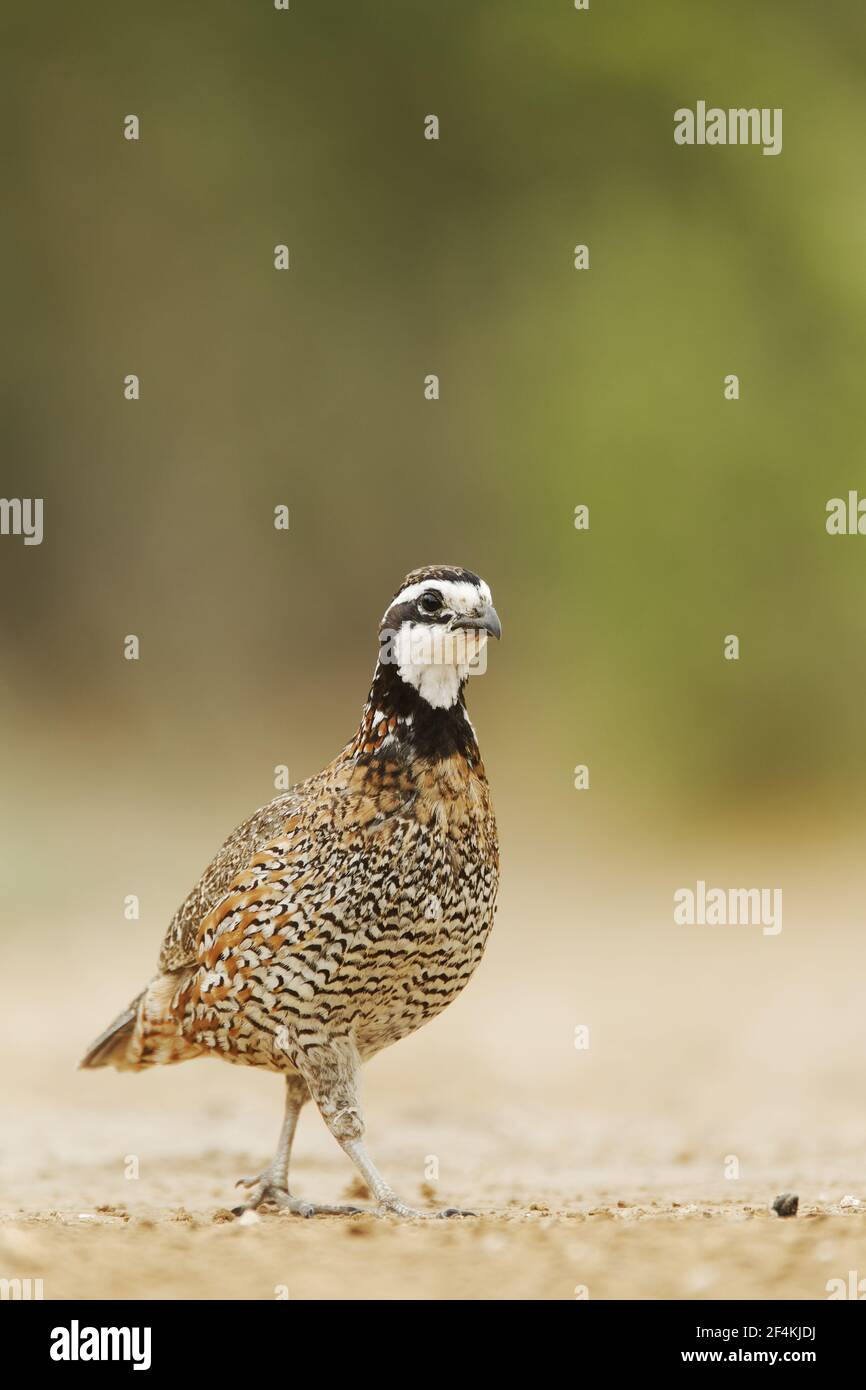 Wachtel - männliche Calinus Virginianus Süden von Texas, USA BI022608 Stockfoto