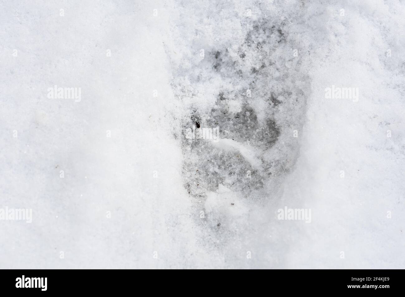 Dachs Fußabdruck im Schnee im Winter oder Frühjahr im Wald oder Wald, aus der Nähe Stockfoto