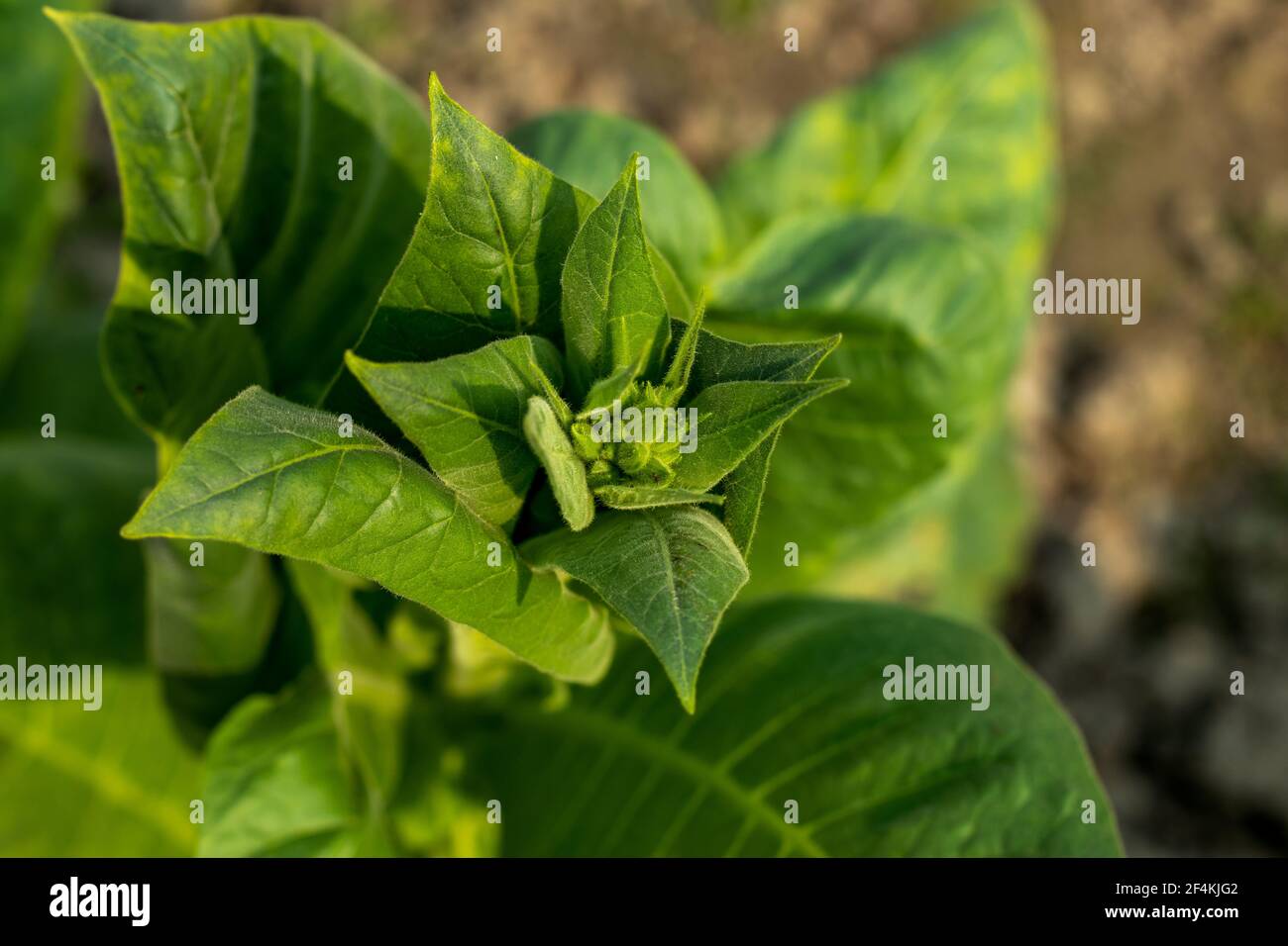 Blatttabak besteht aus den getrockneten und fermentierten Blättern Die Tabakpflanze der Familie der Nachtschattengewächse oder Solanaceae Stockfoto