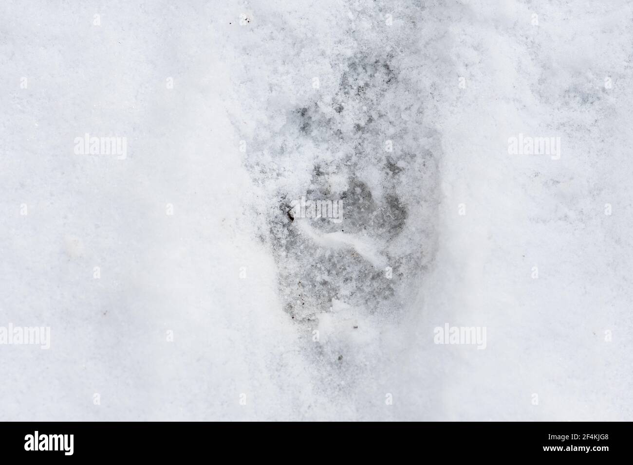 Dachs Fußabdruck im Schnee im Winter oder Frühjahr im Wald oder Wald, aus der Nähe Stockfoto