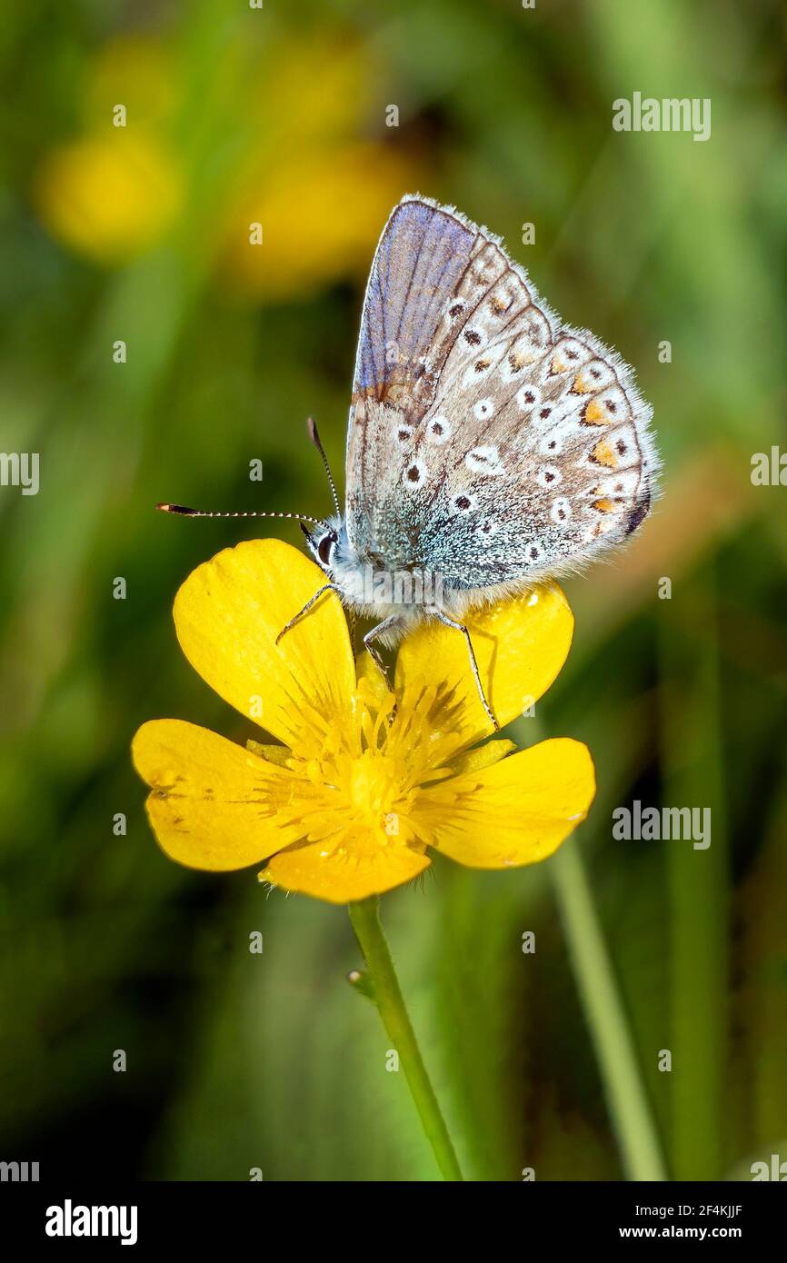 Gewöhnlicher Blauer Schmetterling (Polyommatus icarus) mit gefalteten Flügeln, ein im Frühling Sommer fliegendes Insekt auf einer gelben Wiesenblume, Stock Foto Bild Stockfoto