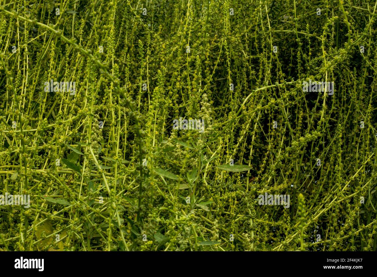 Viele grüne Blattgemüse und Blume, Spinat fällt tatsächlich in eine andere Familie als viele andere bekannte grüne Blattgemüse Stockfoto