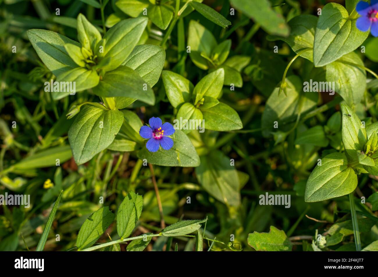 Soapworts oder Saponaria ist eine Gattung von blühenden Pflanzen in Die Familie Caryophyllaceae Stockfoto