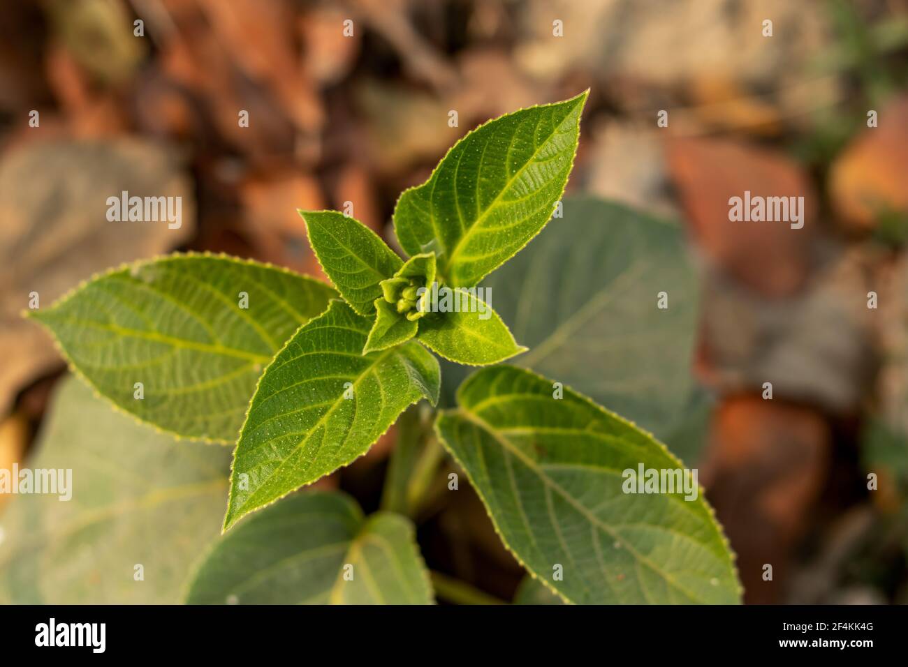 Wildes clerodendrum -Fotos und -Bildmaterial in hoher Auflösung – Alamy