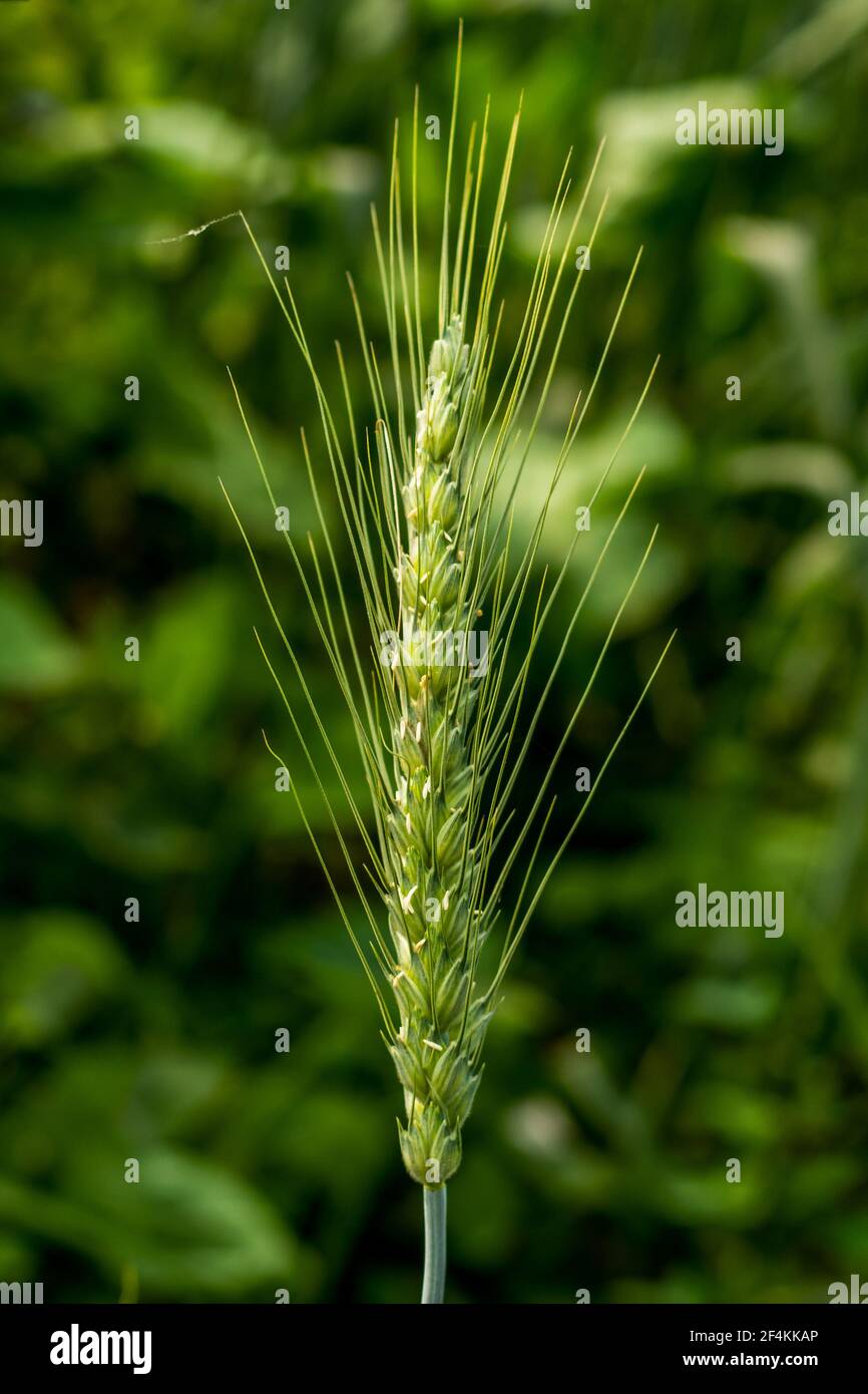 Weizen ist ein Gras, das für seine Samen weit verbreitet ist, ein Getreidekorn, das weltweit ein Grundnahrungsmittel ist, und Einkorn ist die primitivste Form von Weizen auf EA Stockfoto
