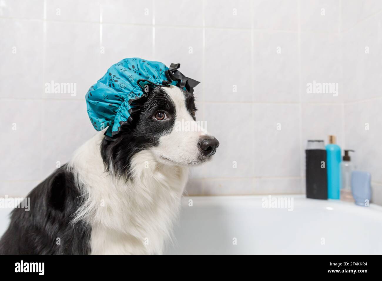 Lustige Innen-Porträt von Welpen Hund Grenze Collie sitzen in Bad bekommt Blase Bad tragen Duschhaube. Niedlichen kleinen Hund in der Badewanne bereit für das Waschen in Fledermaus Stockfoto