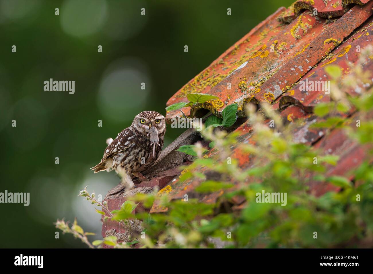 Eine kleine Eule auf dem ersten Platz. Stockfoto