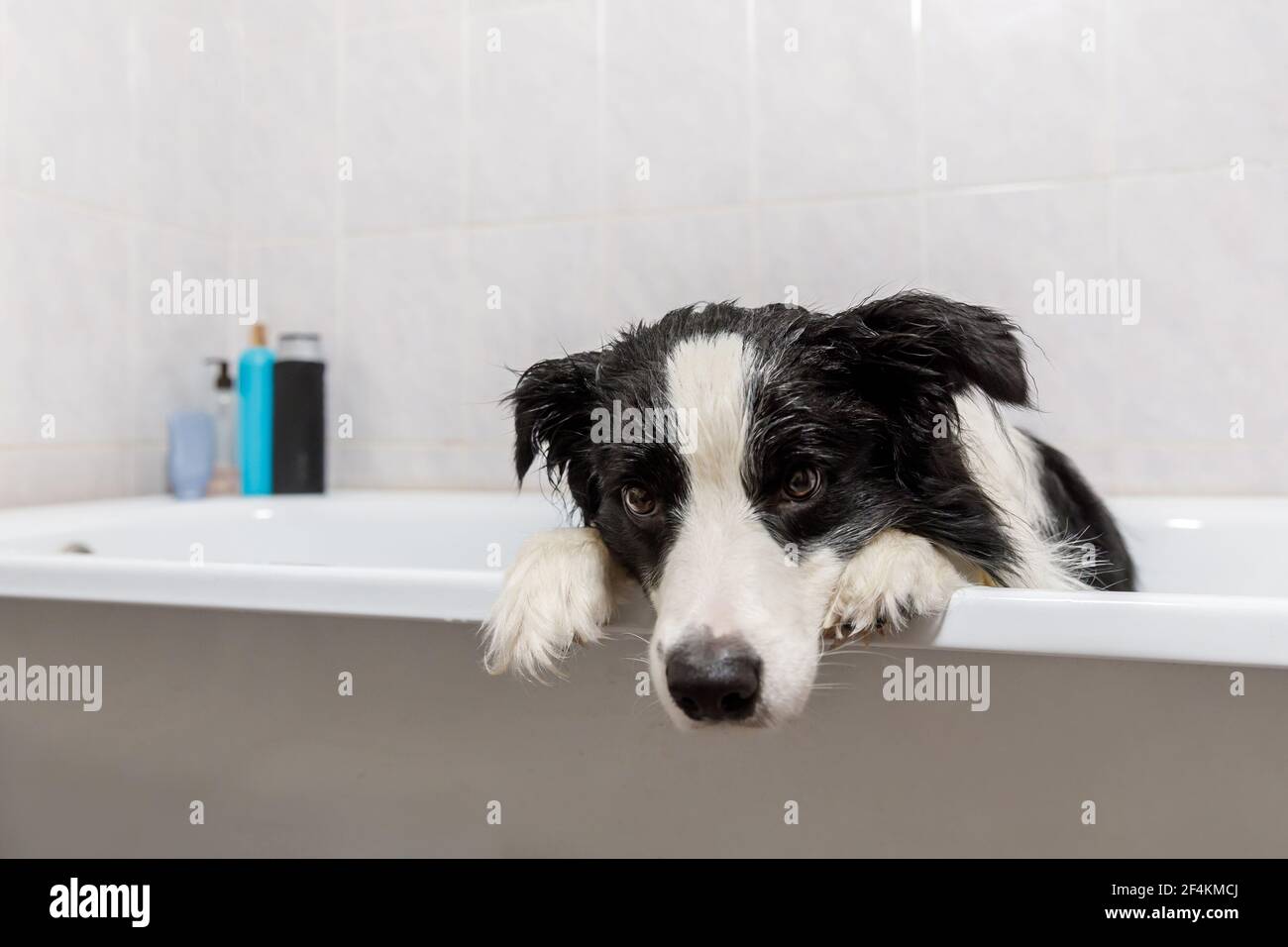 Lustige Indoor-Porträt von Welpen Hund Grenze Collie im Bad sitzt bekommt Schaumbad Duschen mit Shampoo. Niedlicher kleiner Hund nass in der Badewanne in Pflege s Stockfoto