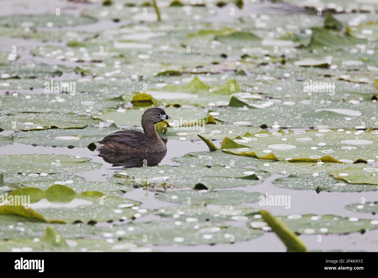 Pied – abgerechnet Grebe Podilymbus Podiceps Brazos Bend State Park, Texas, USA BI022804 Stockfoto