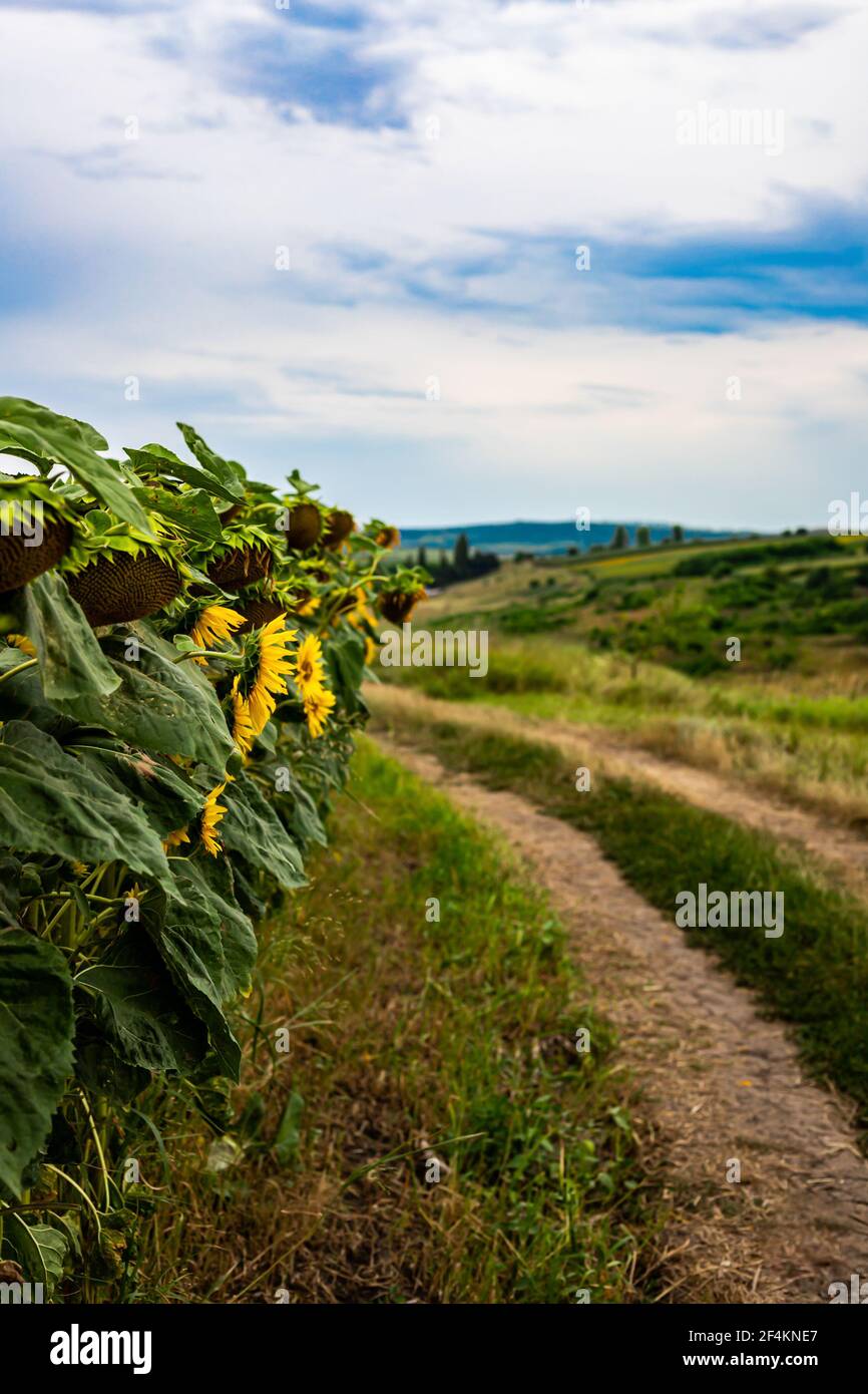 Sonnenblumenfeld am Straßenrand. Die gelbe Farbe der Blumen und das Grün des Grases lassen Sie an den Sommer denken Stockfoto