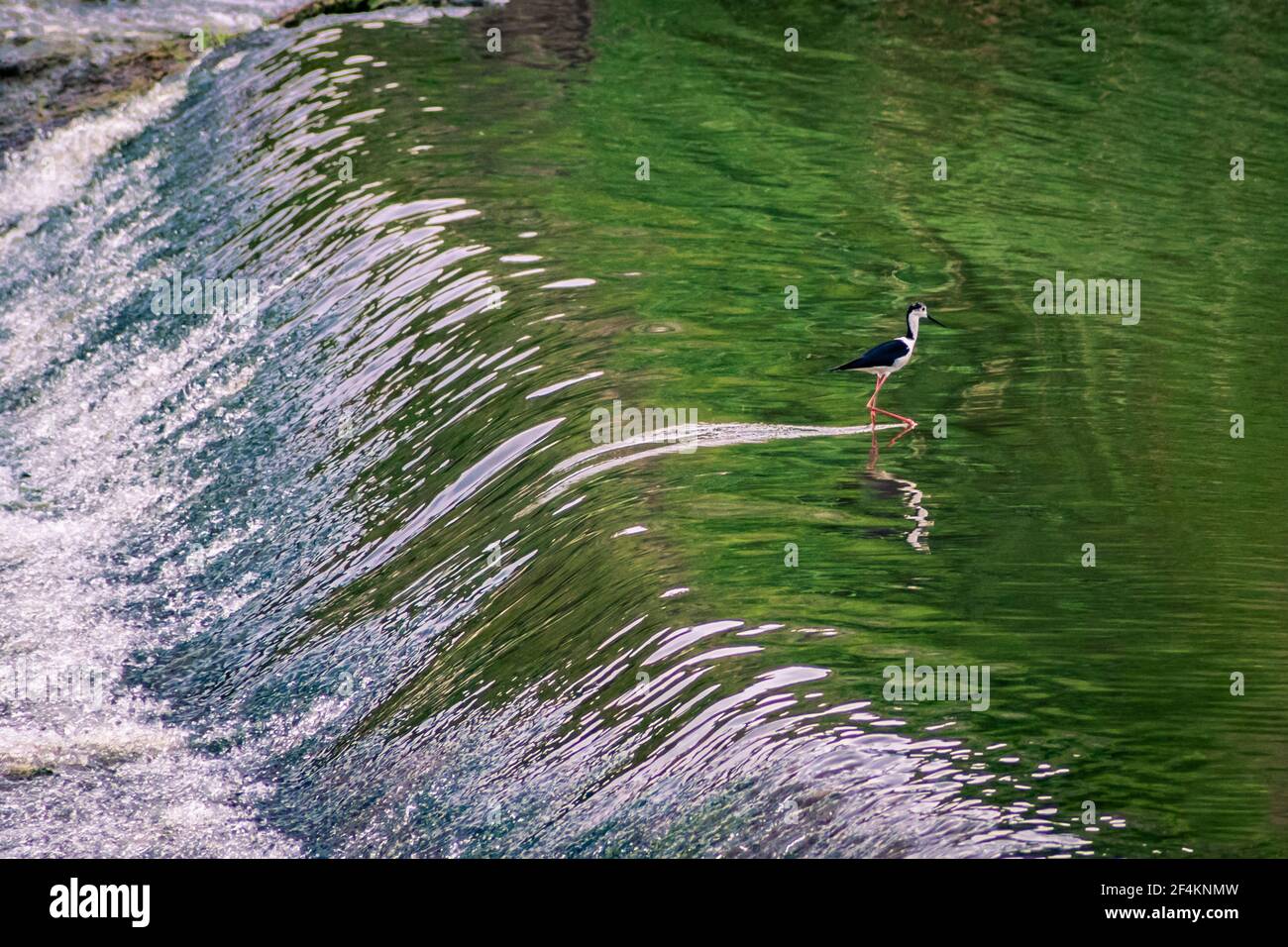 Fluss in der Nähe des Dorfes, wo kleine Vögel tanzen auf dem Wasser Stockfoto