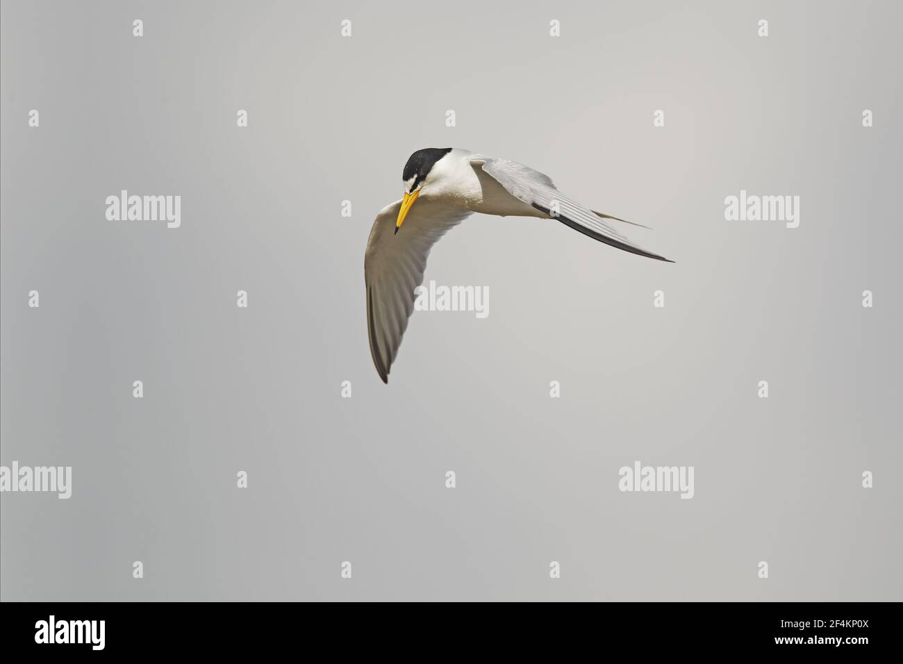 Least Tern - Flugjagd auf FischSterna antillarum Texas Coast, USA BI023045 Stockfoto