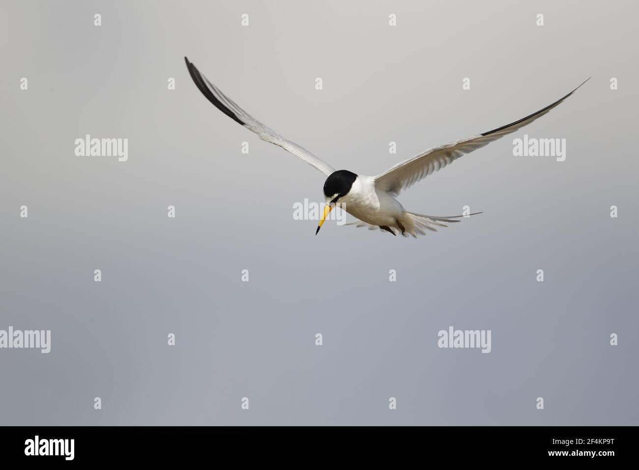 Least Tern - Flugjagd auf FischSterna antillarum Texas Coast, USA BI023047 Stockfoto