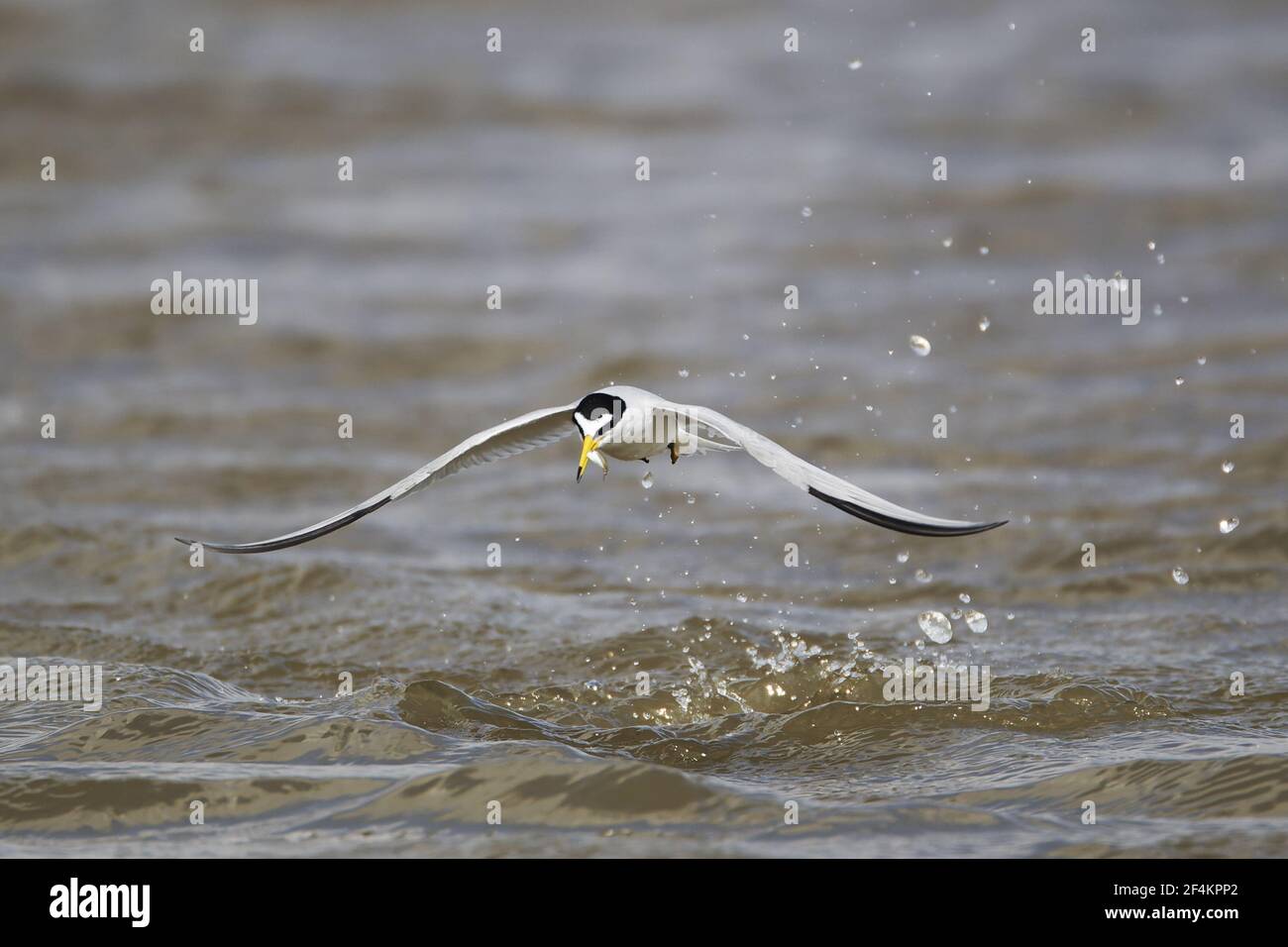 Least Tern - Flugjagd auf FischSterna antillarum Texas Coast, USA BI023063 Stockfoto