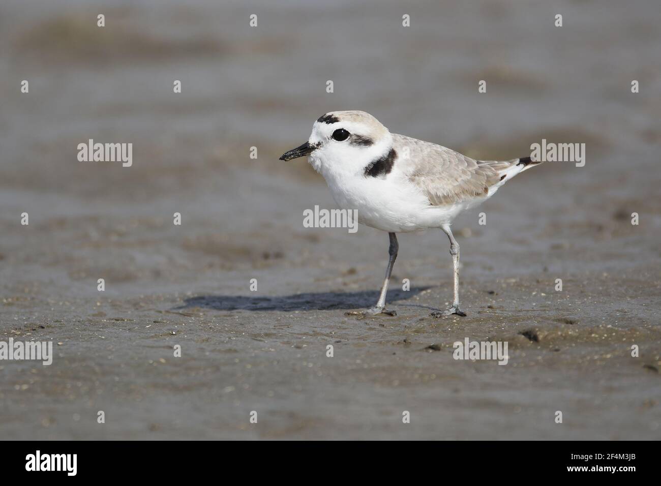 Snowy PloverCharadrius nivosus Bolvar Flats Texas, USA BI023411 Stockfoto