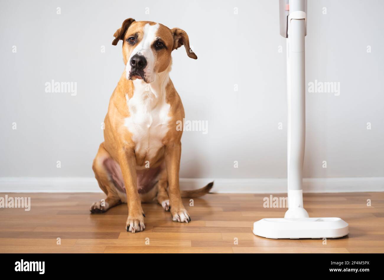 Hund sitzt neben einem Staubsauger. Haustiere mit Haushaltsgegenständen, Welpen hat Angst vor einem lauten Staubsauger Stockfoto