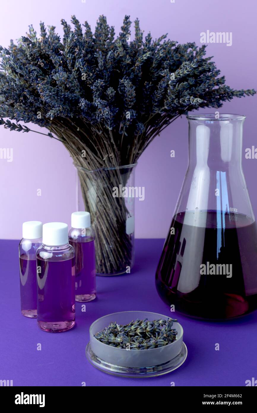 Ätherisches Lavendelöl für Stressabbau, Schlaf und Entspannung. Abstraktes Chemielabor mit Glaskolben, Petrischale und getrockneten Lavendelblüten. Stockfoto