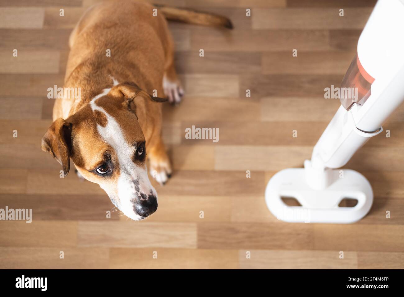 Hund schaut auf einen Staubsauger. Haustiere mit Haushaltsgegenständen, Welpen hat Angst vor einem lauten Staubsauger Stockfoto