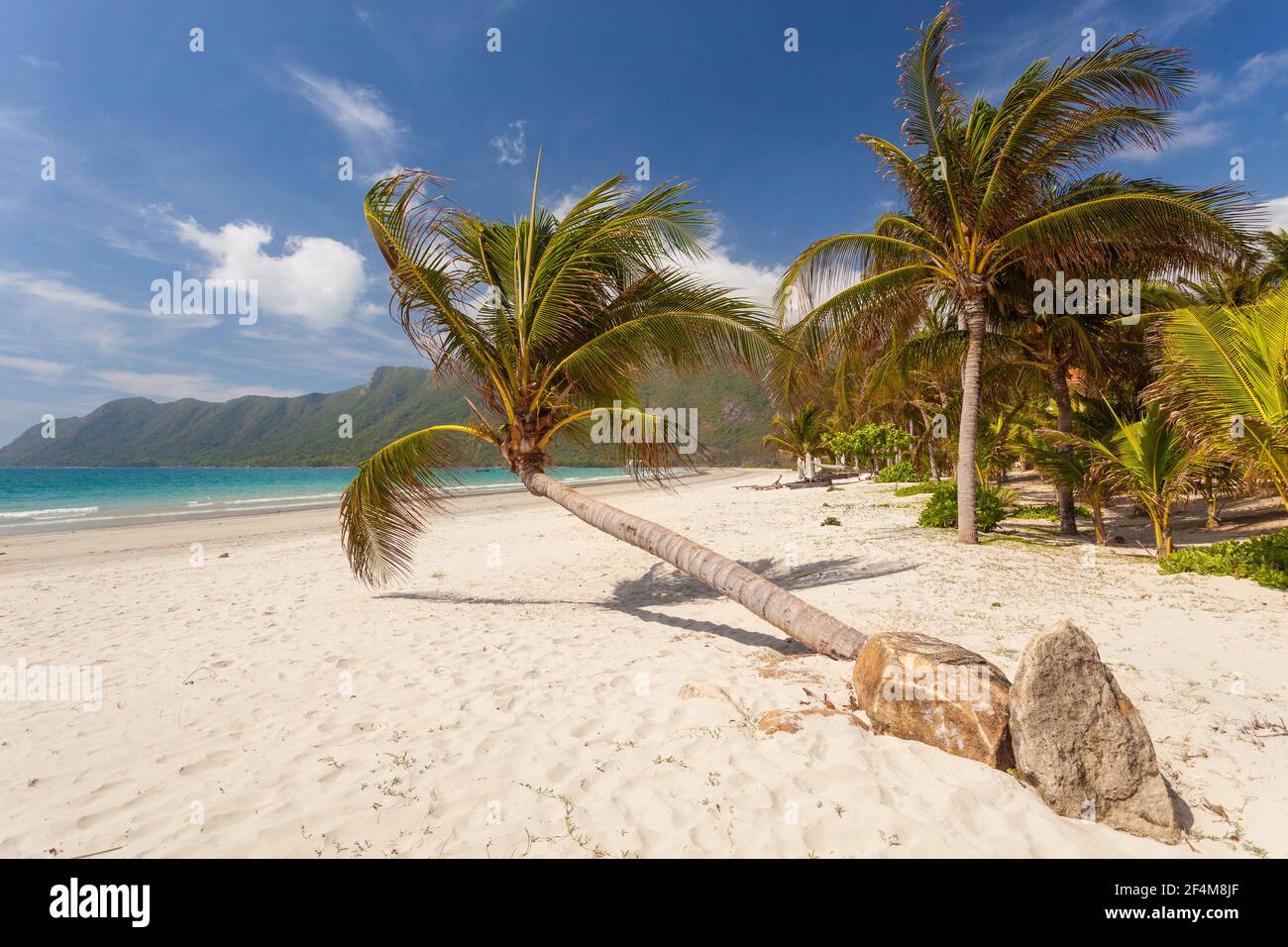Ruhiger tropischer Strand mit einer gebogenen Kokospalme auf einer Con Dao Insel in Vietnam. Stockfoto