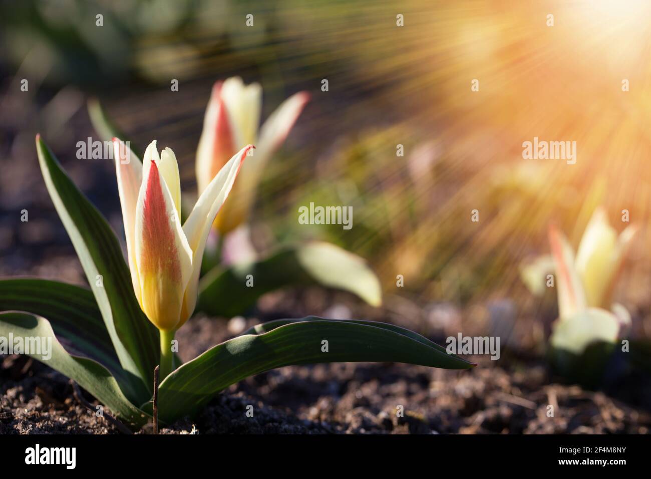 Die ersten Frühlingsblumen sind kleine Tulpen an einem sonnigen Tag. Hallo april Tapete, Frühling Garten Hintergrund Stockfoto