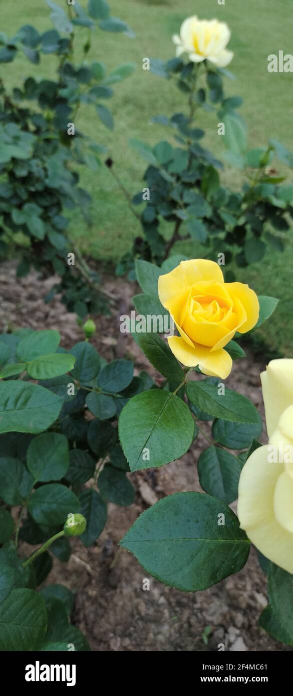 Natürliche gelbe Blume Rose mit grünen Blättern aus nächster Nähe, schöne grüne Umgebung, Stockfoto