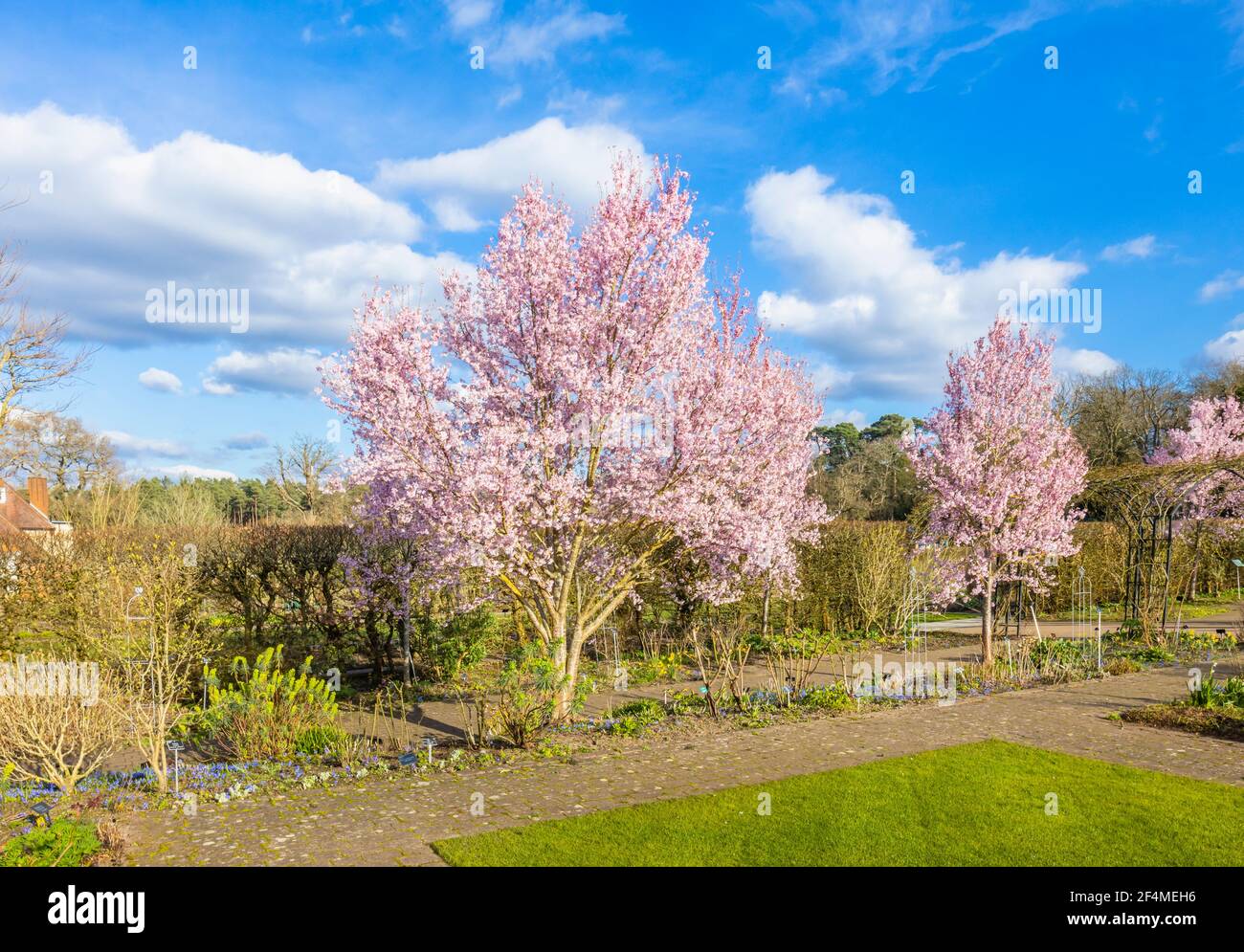 Prunus pendula pendula rosea Fotos und Bildmaterial in hoher