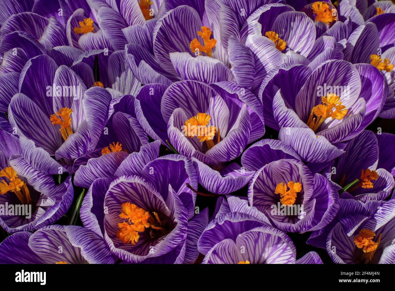 Erste Krokusblüte des Frühlings. Sie ist eine Gattung von blühenden Pflanzen in der Familie der Iris mit 90 Arten von Stauden, die aus Kormen wachsen. Stockfoto