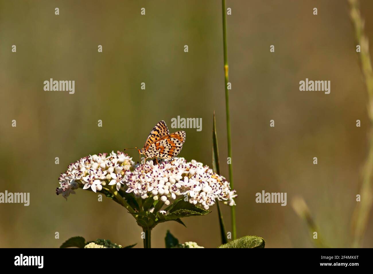 Der gepunktete Schmetterling sammelt Nektar aus der Blüte von Sambucus ebulus, Nisovo, Bulgarien Stockfoto