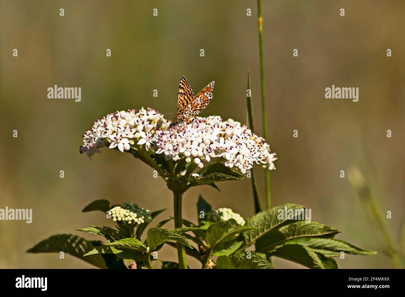 Der gepunktete Schmetterling sammelt Nektar aus der Blüte von Sambucus ebulus, Nisovo, Bulgarien Stockfoto