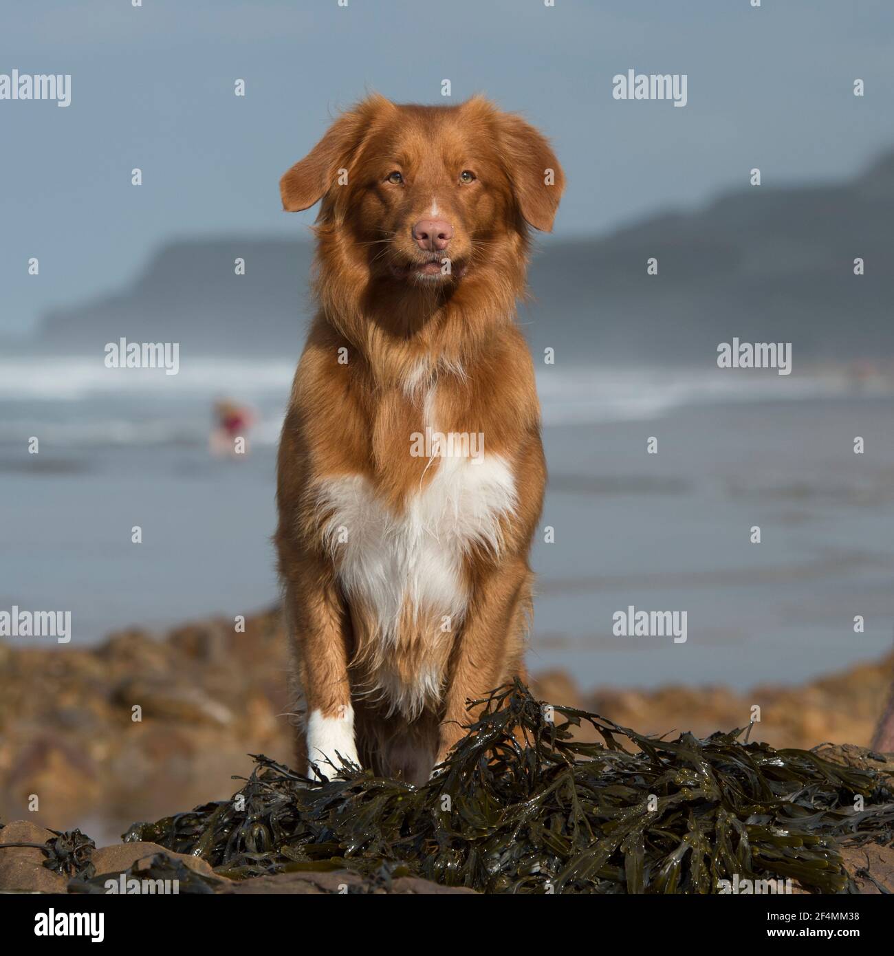 Nova scotia Ente Mauling Retriever Stockfoto