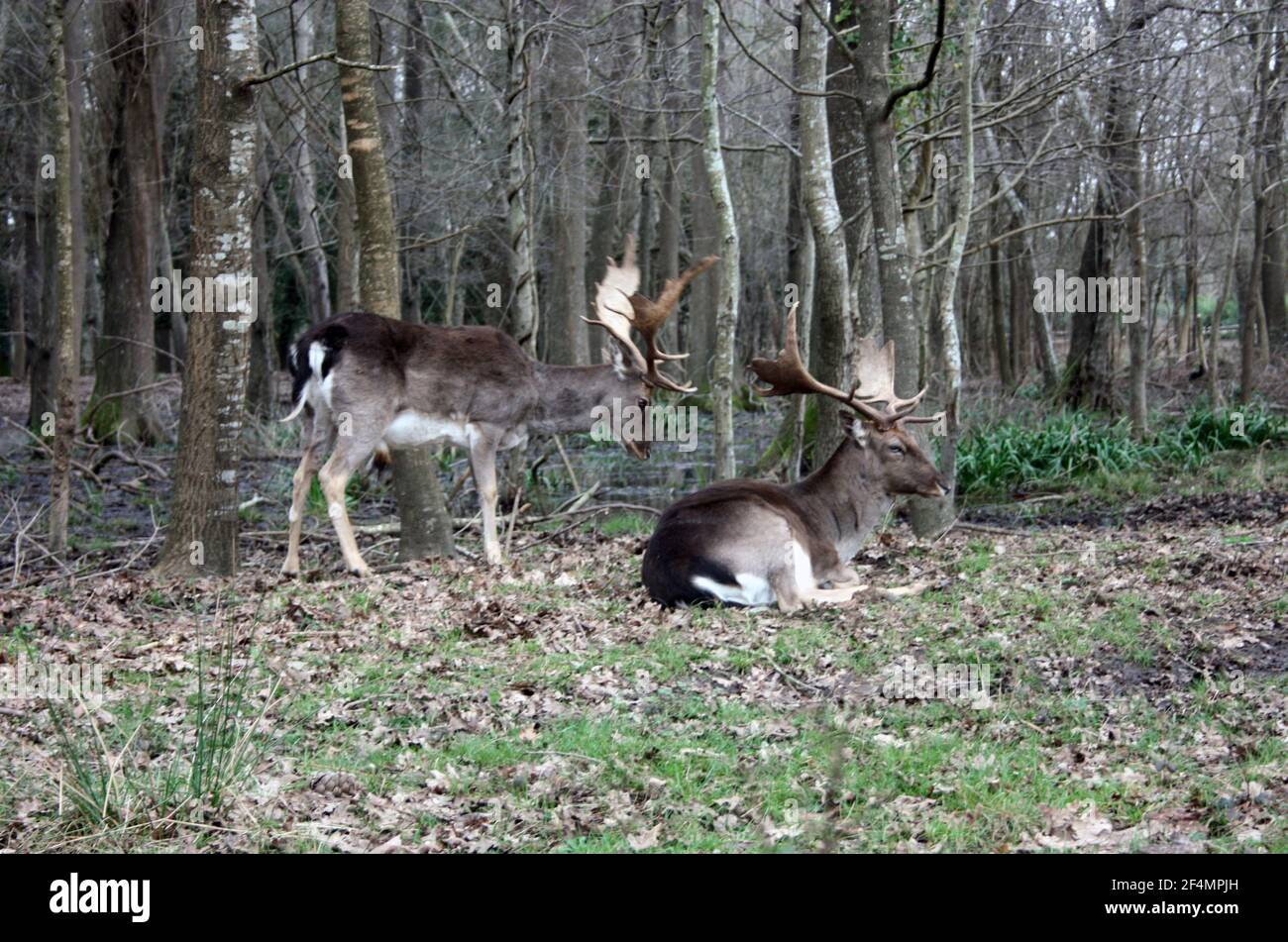 Wilder Braunhirsch mit Hörnern im Wald ruht in Der Winter vor einem Teich in der toskana Stockfoto