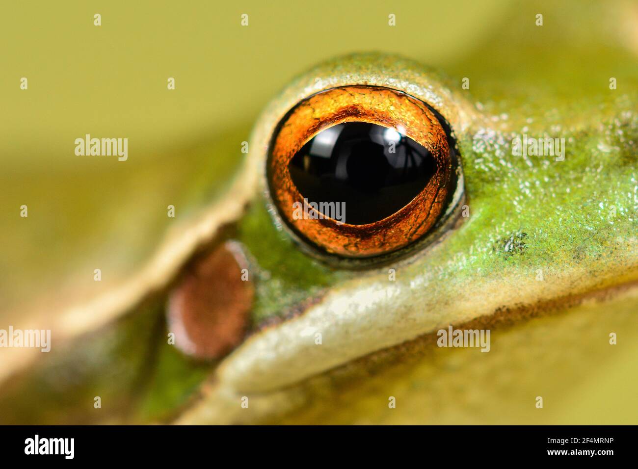 Grünes Froschauge, auf grünem Hintergrund Stockfoto