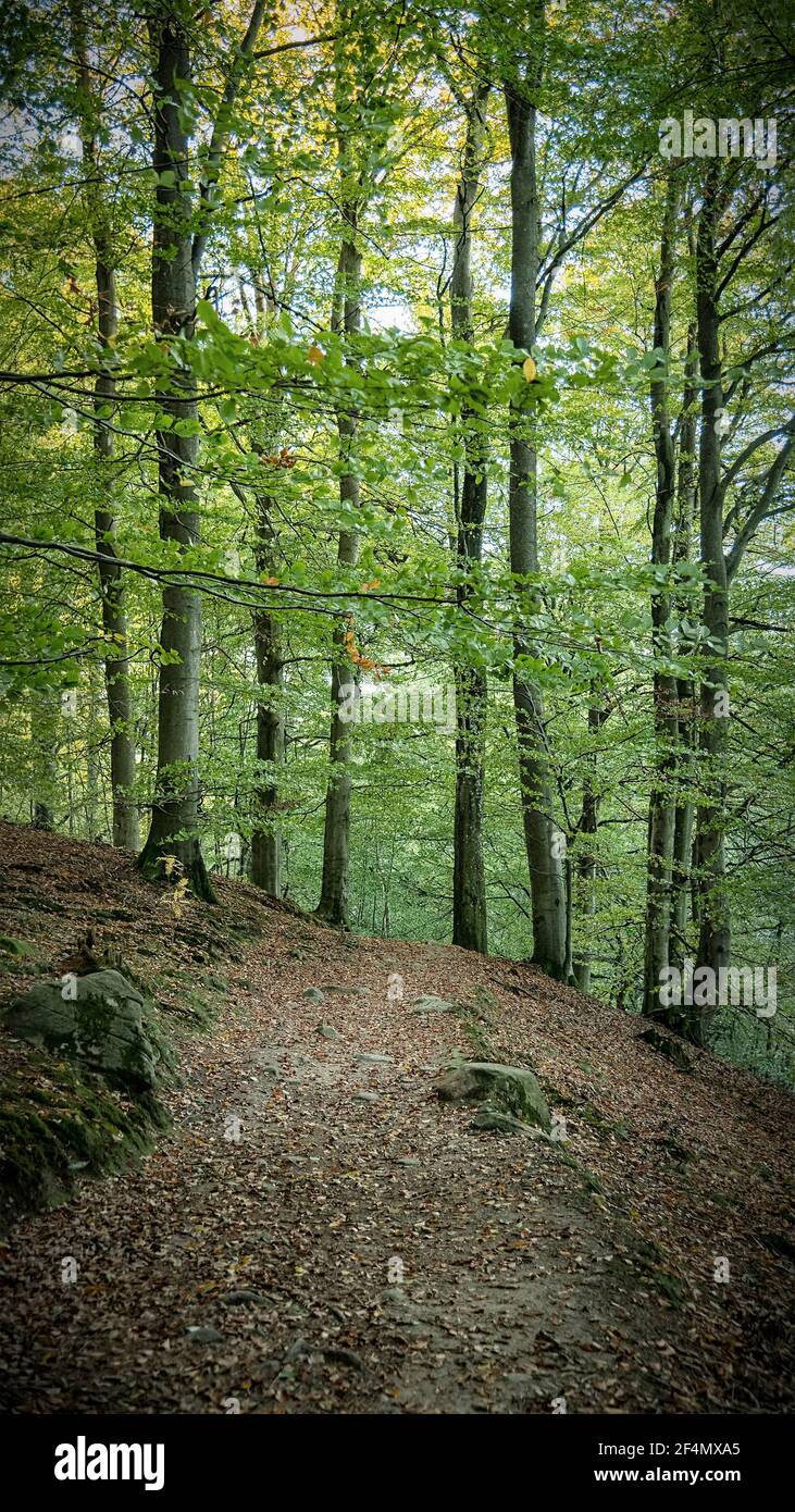 Ein ruhiger Waldweg für Wanderer und Naturliebhaber. Stockfoto