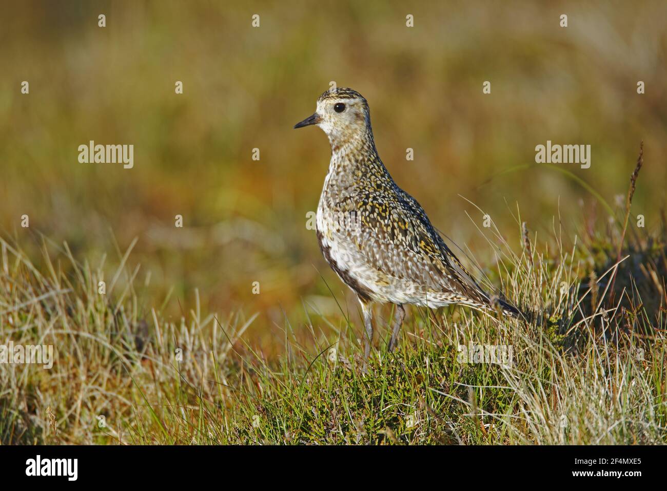 Golden Plover - auf MoorzuchtgründePluvialis apricaria Shetland, UK BI024356 Stockfoto