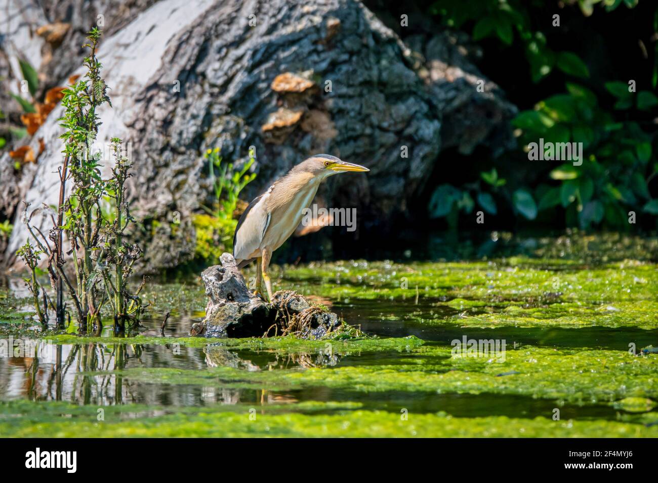 Kleine Bittern, die auf dem Ast ruhen, Ixobrychus minutus Stockfoto