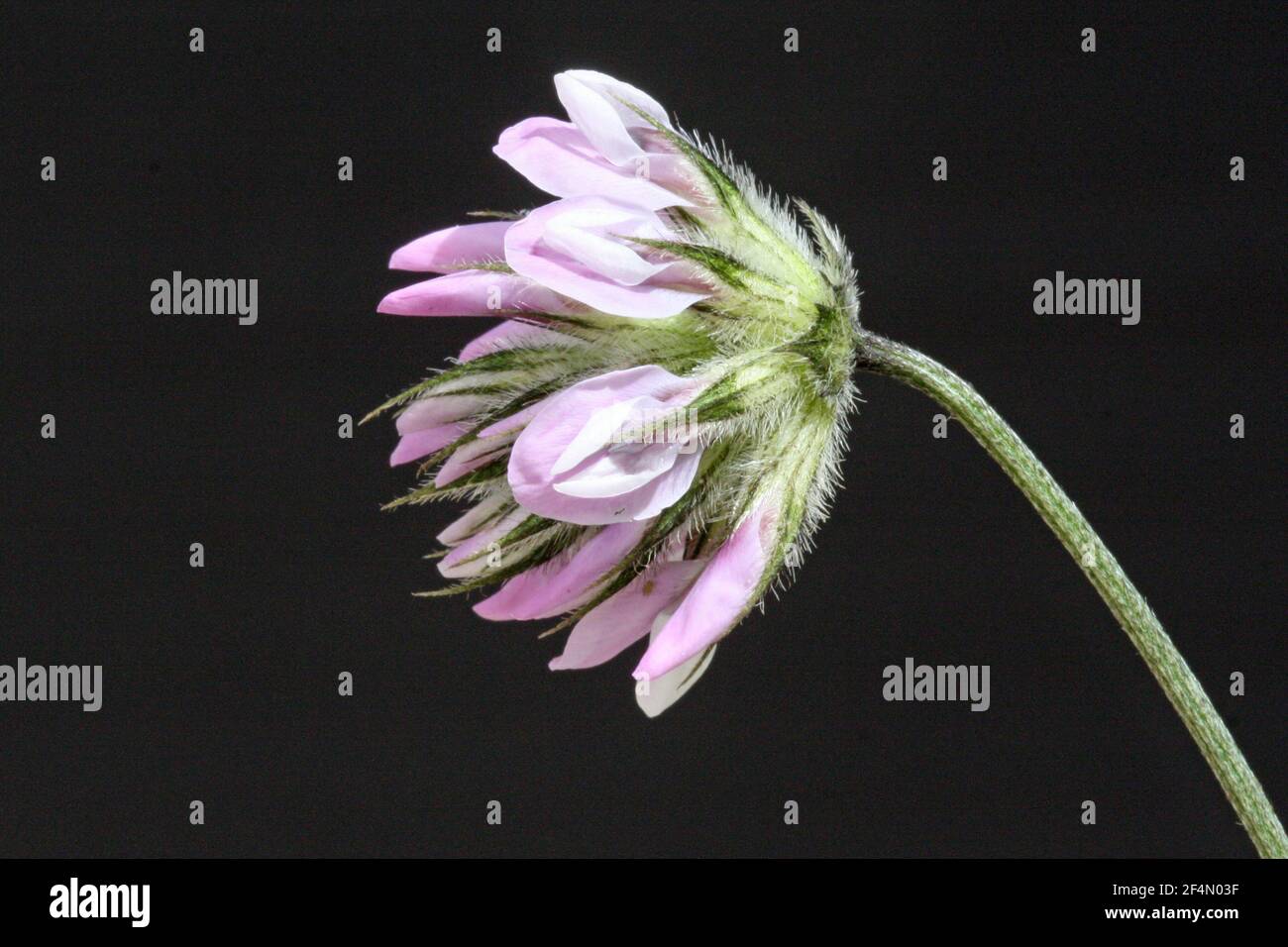 Asphaltklee Stockfoto