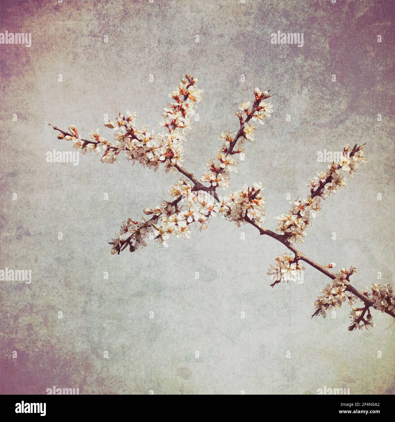 Schlehdornblüte, (Prunus spinosa) gegen den blauen Himmel Stockfoto