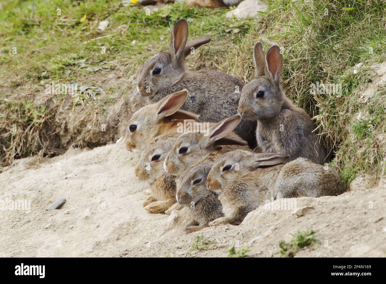 Junge Kaninchen - außerhalb der GrabungOryctolagus cuniculus Fetlar, Shetland MA002404 Stockfoto