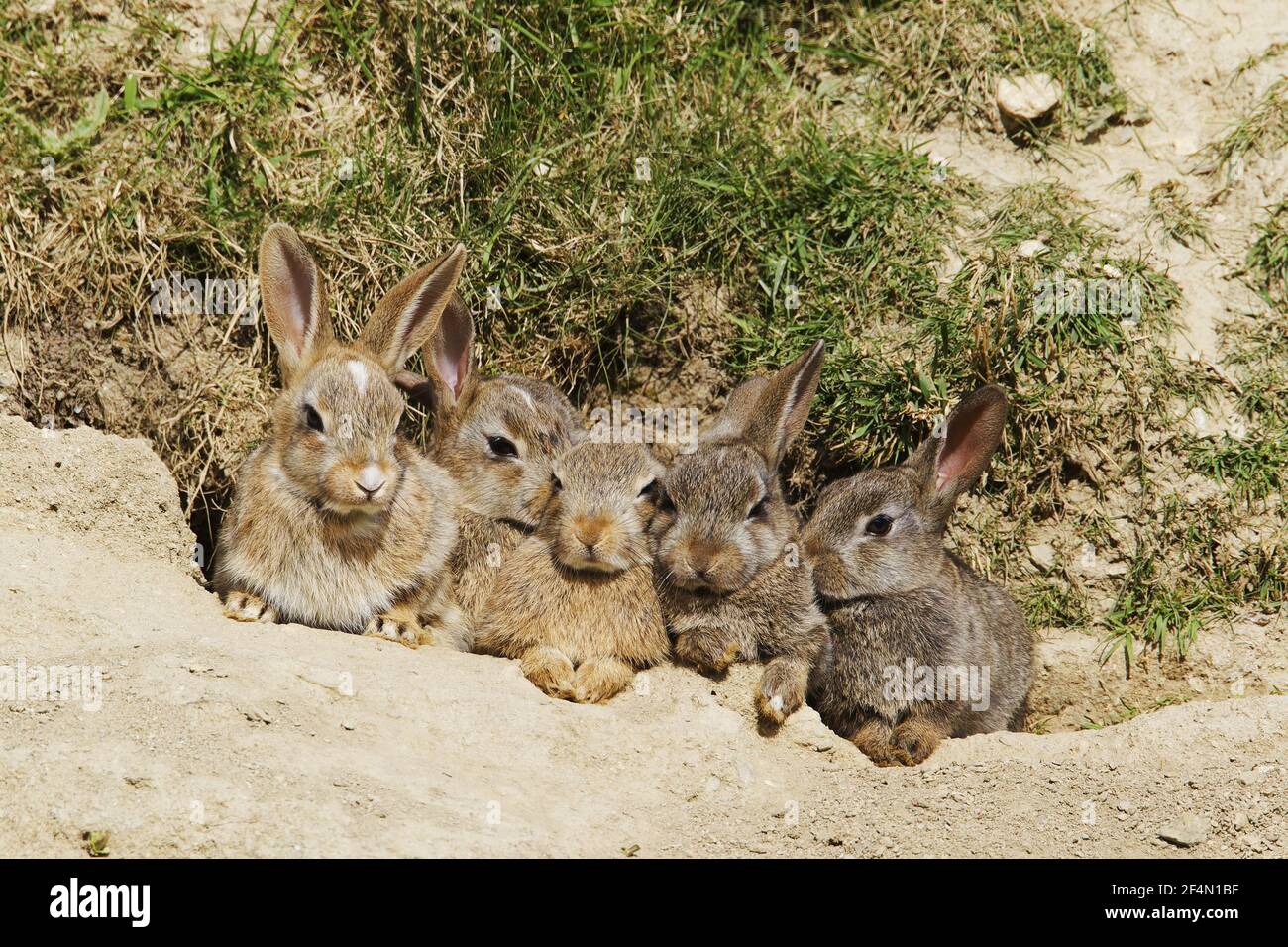 Junge Kaninchen - außerhalb der GrabungOryctolagus cuniculus Fetlar, Shetland MA002410 Stockfoto