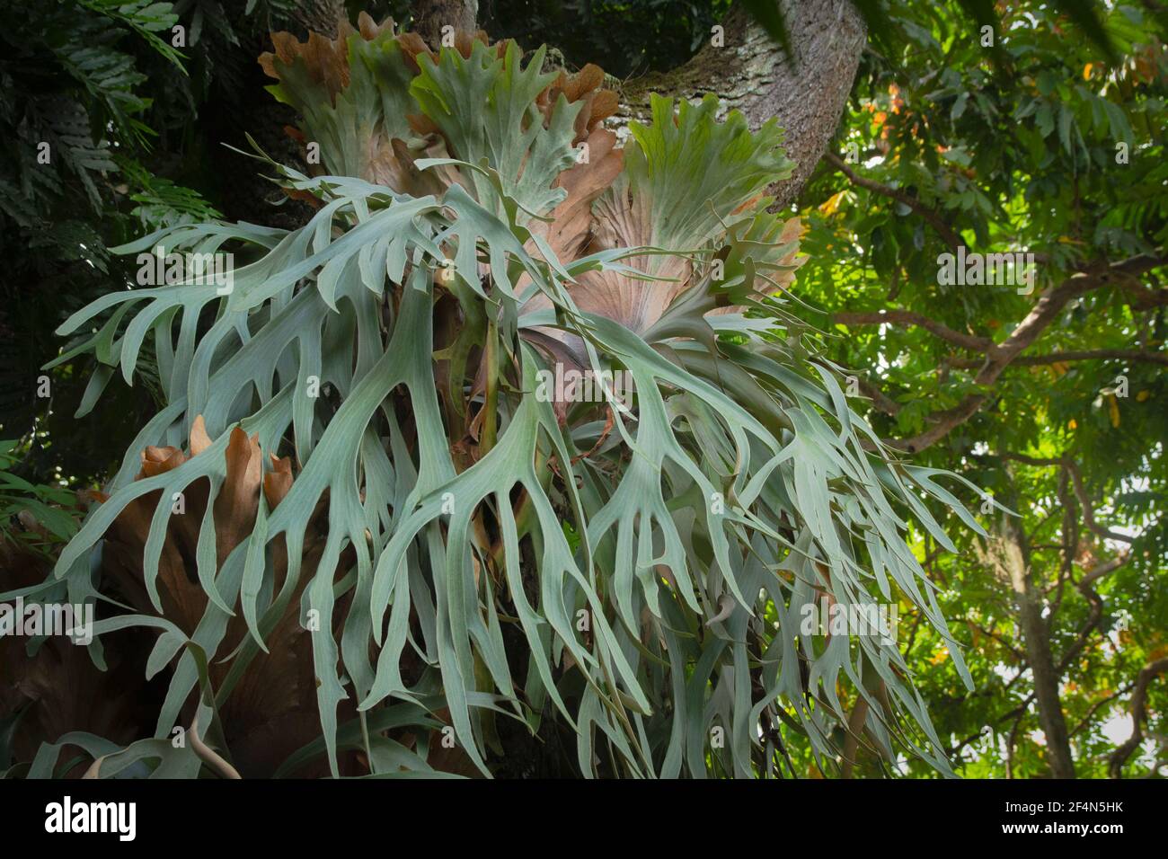 Staghorn Farn oder Elkhorn Farne, Platycerium bifurcatum Stockfotografie -  Alamy