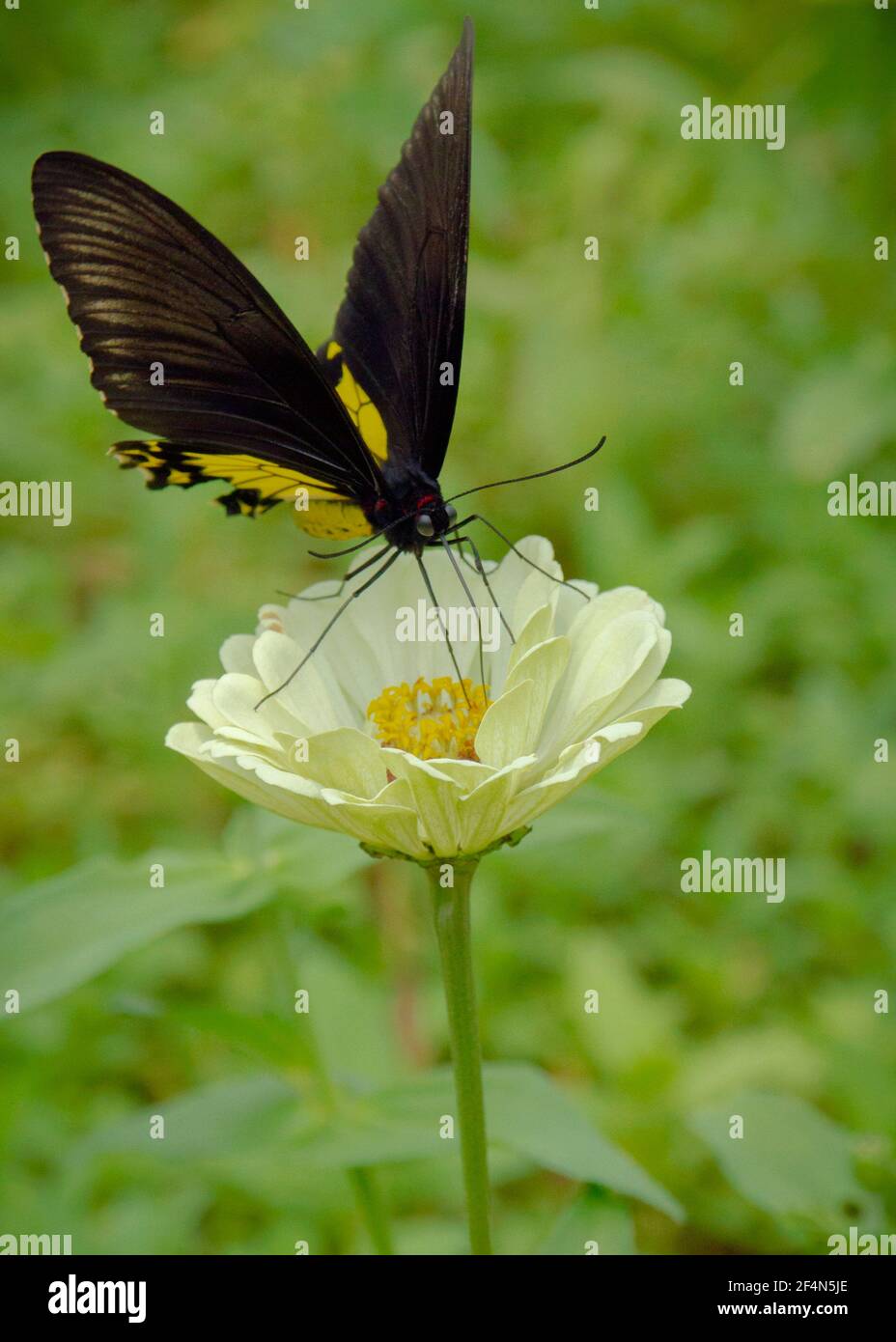 Schönen Schmetterling mit Blume bestäuben die Pflanzen helfen Stockfoto