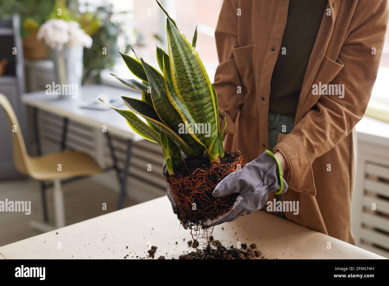 Nahaufnahme von nicht erkennbaren jungen Frau, die während der Gartenarbeit oder der Arbeit im Blumenladen Pflanzen, kopieren Raum Stockfoto