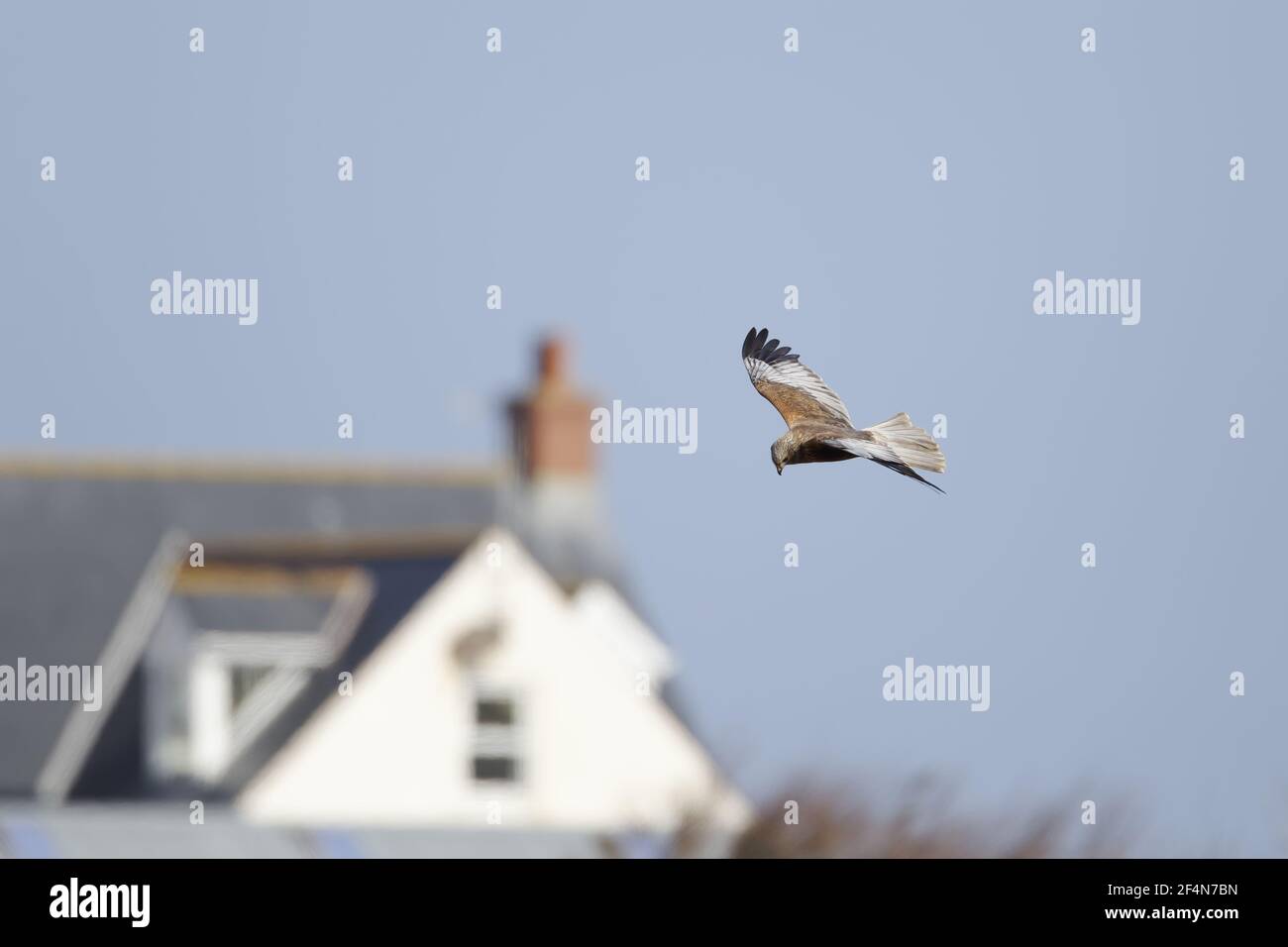 Marsh Harrier - Rüde mit Haus im Hintergrund Circus aeruginosus Guernsey Channel Islands, UK BI024624 Stockfoto