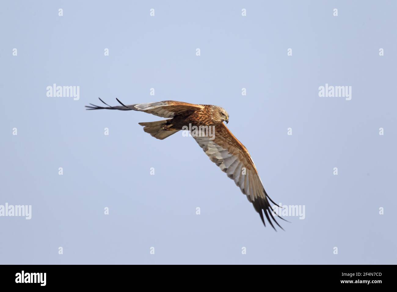 Marsh Harrier - Männchen im FlugCircus aeruginosus Guernsey Channel Islands, UK BI024630 Stockfoto