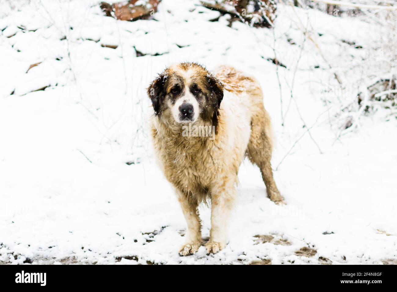 Streunender Hund obdachlos mit traurigen Augen Stockfoto