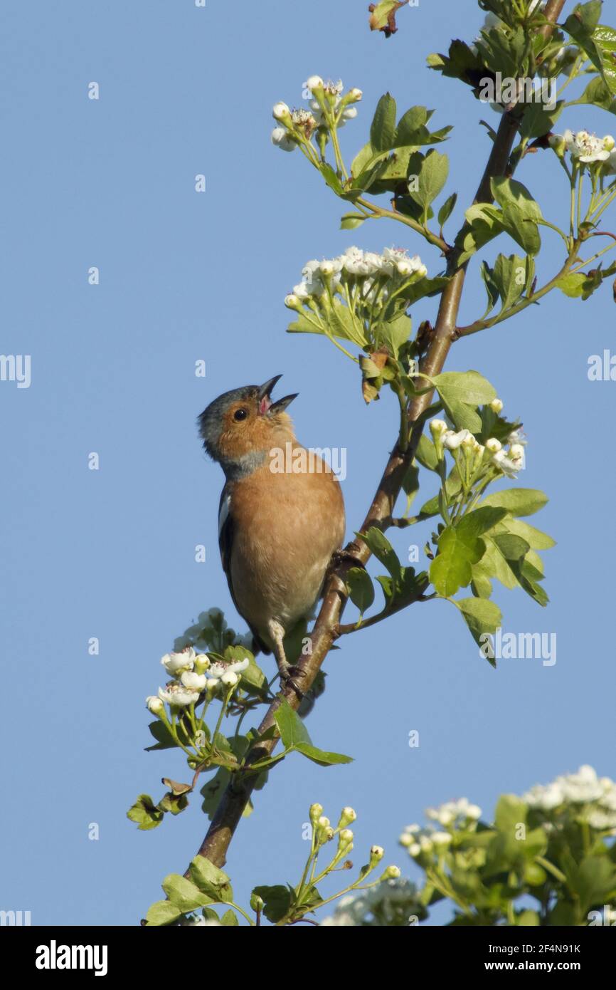 Buchfink - Männchen singt auf Weissdorn Blüte Fringilla Coelebs Essex, UK BI024772 Stockfoto