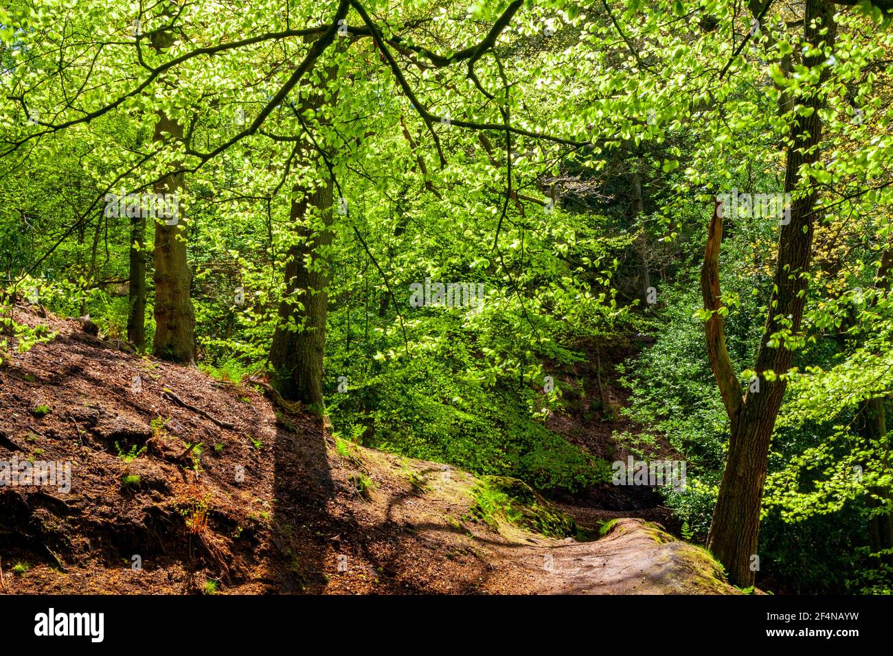 Waldbäume im Frühsommer bei Alderley Edge ein dicht bewaldeter Sandsteinfelsen in der Nähe von Macclesfield in Cheshire Nordwesten Englands. Stockfoto