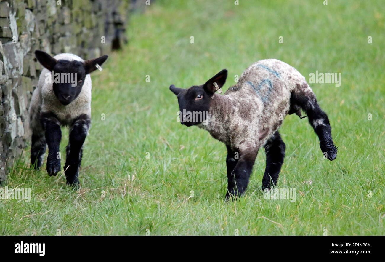 Neugeborene Lämmer tummeln sich auf einem Feld Stockfoto