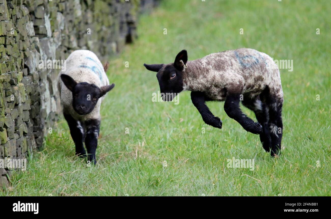 Neugeborene Lämmer tummeln sich auf einem Feld Stockfoto